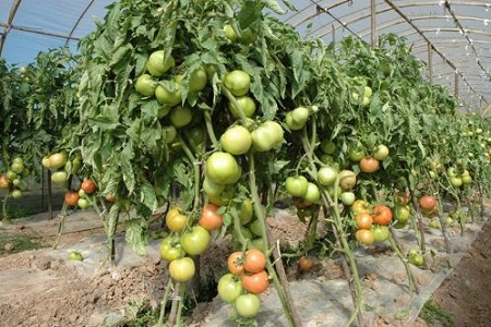 1449539678134296.jpg 2156312210-0.jpg