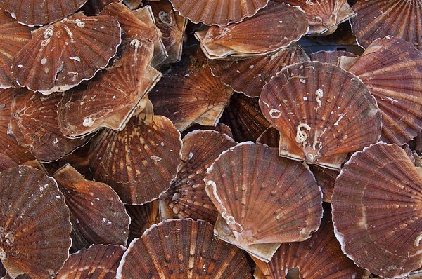 1450162316515738.jpg mf700-02637294.jpg