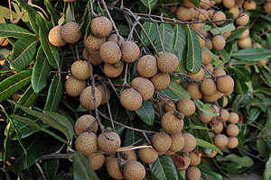 1451265710222303.jpg 282-1926.jpg