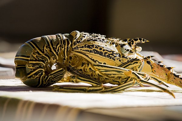 1451462169679141.jpg mf700-01880087.jpg