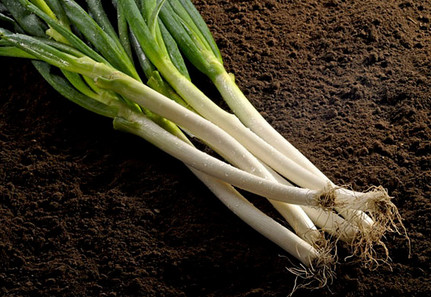 吃蔥有什么好處 解便秘抗老至寶 吃蔥有什么好處 解便秘抗老至寶