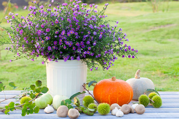 大蒜對肝臟好嗎 對腸胃有什么好處 大蒜對肝臟好嗎 對腸胃有什么好處