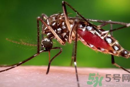 茲卡病毒會(huì)通過(guò)性愛傳染?專家稱證據(jù)不足