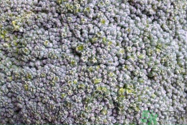 西蘭花上的白色是什么 西蘭花上的白色能吃嗎 西蘭花上的白色是什么 西蘭花上的白色能吃嗎