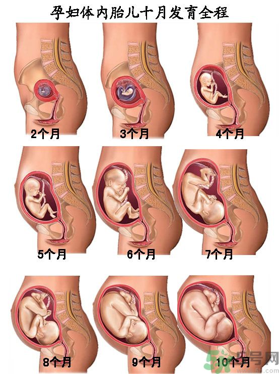 寨卡病毒是不是與基因突變有關(guān)系? 寨卡病毒是不是與基因突變有關(guān)系?