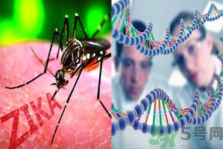 寨卡病毒是不是與基因突變有關(guān)系? 寨卡病毒是不是與基因突變有關(guān)系?