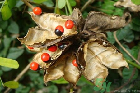 雞母珠中毒有得救嗎?雞母珠劇毒的急救方法 雞母珠中毒有得救嗎?雞母珠劇毒的急救方法