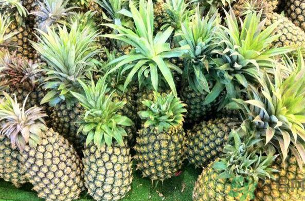 菠蘿和香蕉可以一起吃嗎？菠蘿可以做湯嗎？