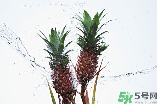 菠蘿和螃蟹能一起吃嗎？菠蘿能與螃蟹同吃嗎？