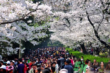 武大櫻花什么時(shí)候開放?武大櫻花將于3月10日盛放 武大櫻花什么時(shí)候開放?武大櫻花將于3月10日盛放