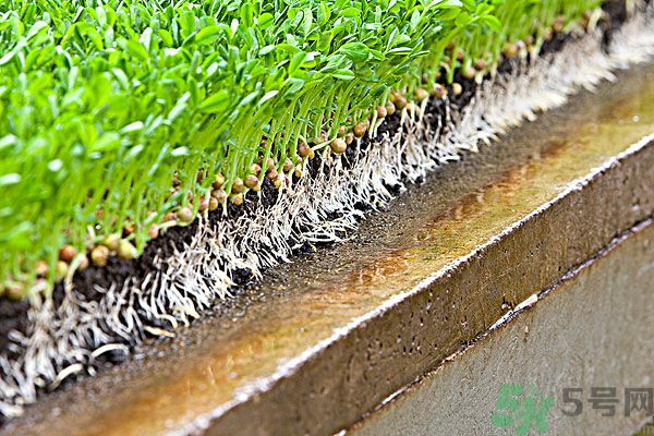 孕婦可以吃豆芽菜嗎？孕婦吃豆芽對胎兒有好處嗎？