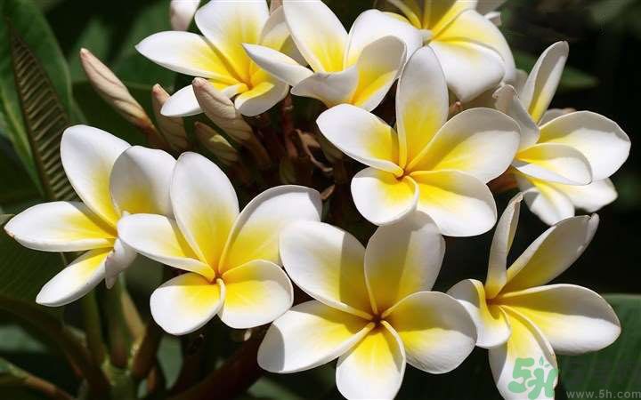 懷孕了能養(yǎng)花嗎？養(yǎng)什么花對(duì)胎兒好？