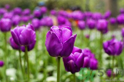 懷孕了能養(yǎng)花嗎？養(yǎng)什么花對(duì)胎兒好？