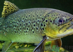 得了糖尿病能吃鮭魚嗎?吃鮭魚能降低血糖嗎? 得了糖尿病能吃鮭魚嗎?吃鮭魚能降低血糖嗎?