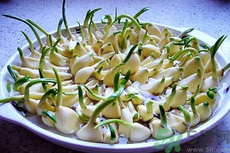 吃大蒜能降血壓嗎？大蒜發(fā)芽了還能吃嗎？