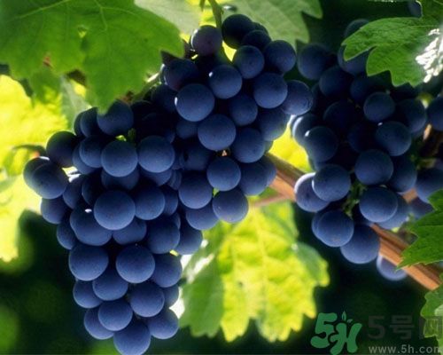 女生宮寒可以吃葡萄嗎？宮寒怎樣調(diào)理？