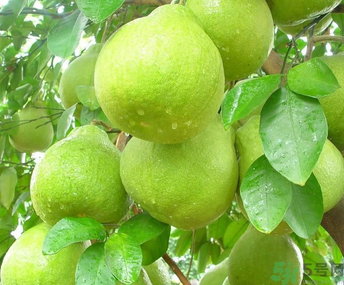 春季吃什么養(yǎng)生？春季怎樣養(yǎng)生？