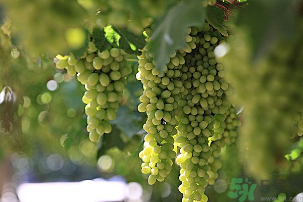 吃葡萄對(duì)皮膚好嗎？吃葡萄可以延緩衰老嗎？