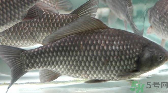 吃魚真的能變聰明嗎？喝魚湯有什么好處？