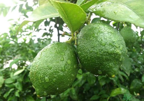 吃什么會發(fā)胖？吃什么會減肥？