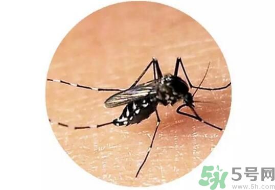 黃熱病是什么？黃熱病是什么癥狀？