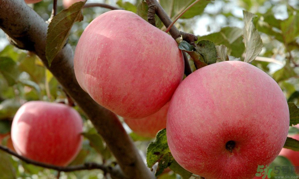 蘋果有什么好處？蘋果應該怎么吃？