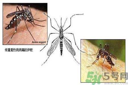 黃熱病可以吃水果嗎？怎么預(yù)防黃熱病癥狀？