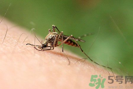 黃熱病可以吃水果嗎？怎么預(yù)防黃熱病癥狀？