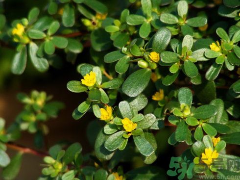 春天吃什么蔬菜好？春天吃蔬菜對身體有什么好？