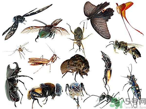 打黃熱病疫苗注意事項(xiàng)？防蚊蟲叮咬的最好方法