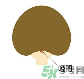 臉總是腫腫的怎么辦？臉有點(diǎn)浮腫怎么消腫？