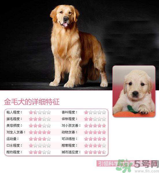 熱門寵物排名你知道嗎？寵物明星有哪些？