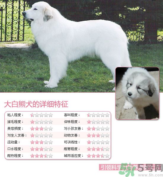 熱門寵物排名你知道嗎？寵物明星有哪些？