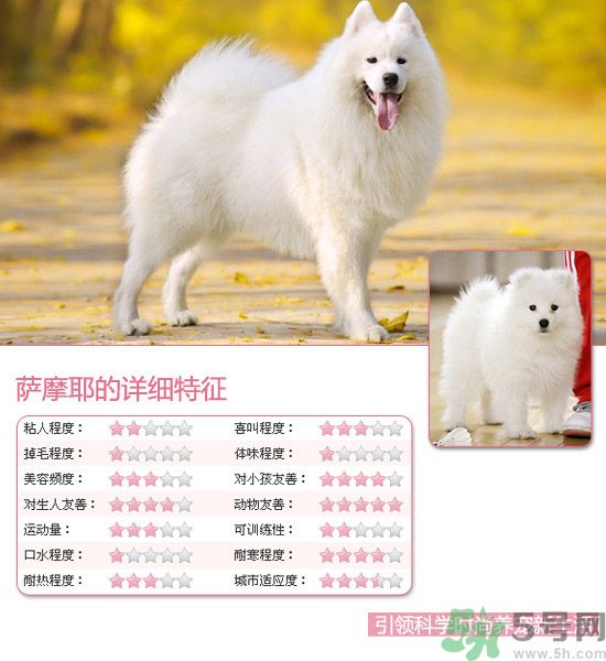 熱門寵物排名你知道嗎？寵物明星有哪些？