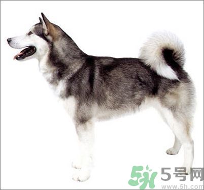 熱門寵物排名你知道嗎？寵物明星有哪些？