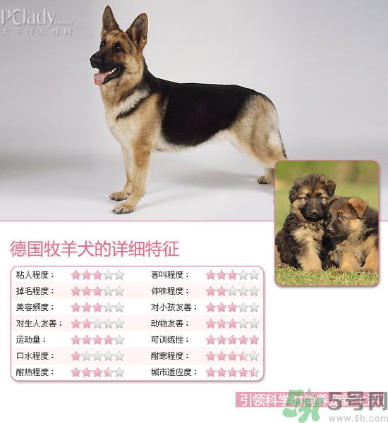 熱門寵物排名你知道嗎？寵物明星有哪些？