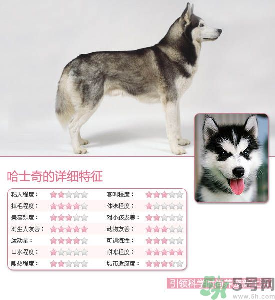 熱門寵物排名你知道嗎？寵物明星有哪些？