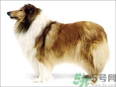 熱門寵物排名你知道嗎？寵物明星有哪些？