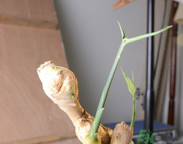 生姜發(fā)芽了能吃嗎？生姜發(fā)綠了能吃嗎？