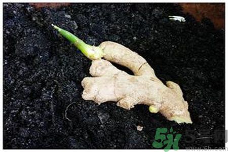 生姜發(fā)芽了能吃嗎？生姜發(fā)綠了能吃嗎？