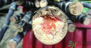 紅心甘蔗有毒嗎?紅心甘蔗吃了會怎樣?.png 紅心甘蔗有毒嗎?紅心甘蔗吃了會怎樣?.png