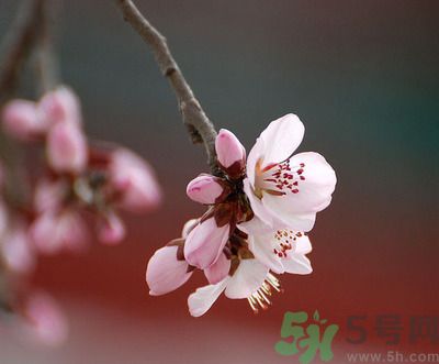 春分時(shí)養(yǎng)生要注意什么？春分要預(yù)防哪些疾病？