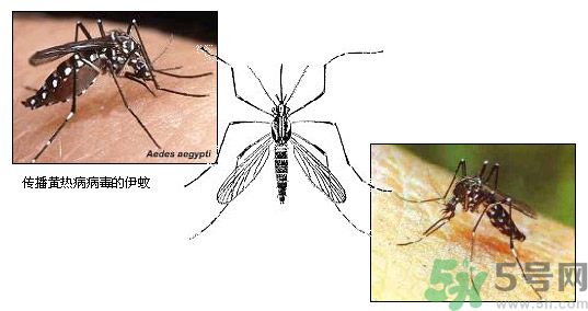 黃熱病是什么疾??？黃熱病怎樣有效的預(yù)防？