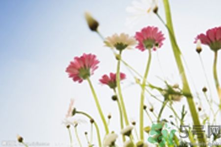 什么花可以凈化空氣？什么花可以減肥？