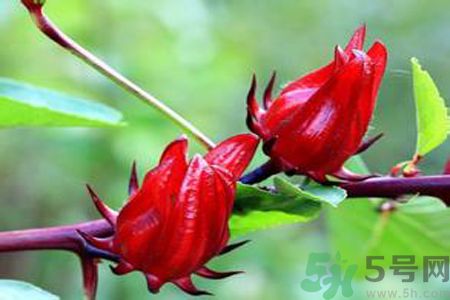 什么花可以凈化空氣？什么花可以減肥？