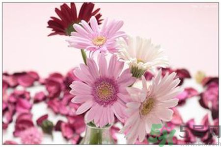 什么花可以凈化空氣？什么花可以減肥？