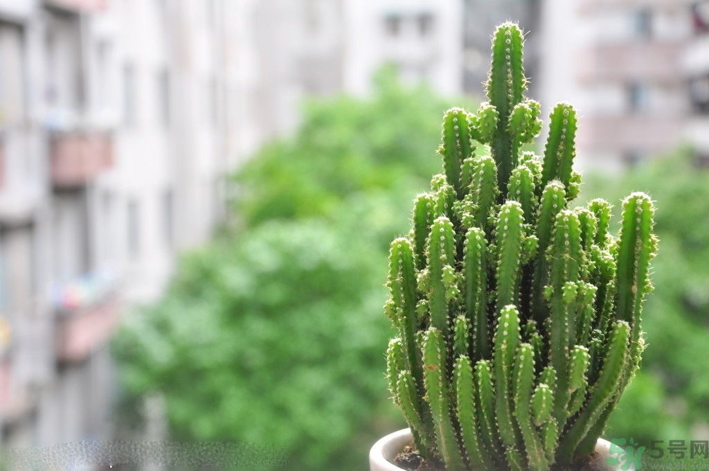什么花可以凈化空氣？什么花可以減肥？