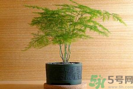 什么花可以凈化空氣？什么花可以減肥？