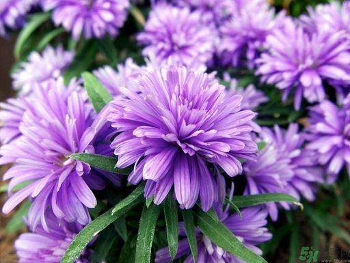 紫菀的功效和作用是什么？紫菀的用法用量是多少？