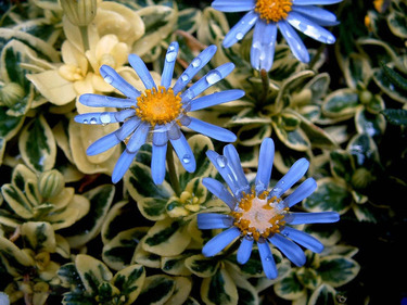 紫菀的功效和作用是什么？紫菀的用法用量是多少？